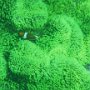 grüne Anemone mit Anemonenfisch